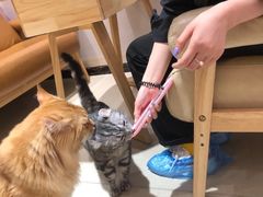 -藏猫猫咖啡主题馆(中央大道店)