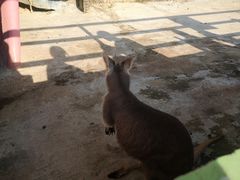 -观澜山水田园