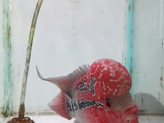 -华声天桥民俗文化园