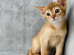 -小猫来了·猫舍(红山六九七九店)