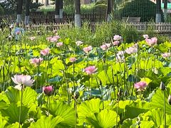 -东升八家郊野公园