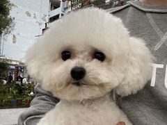 -诺诺宠屋(欧洲城店)