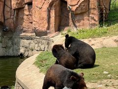 -西霞口神雕山野生动物世界