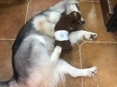 -李小姐の猫咖啡馆(五角场店)