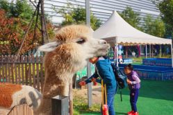 -萌宠亲子动物乐园(槐房万达店)