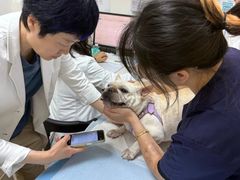 -美联众合动物医院·24h转诊中心