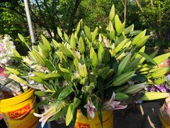 -三圣花乡旅游区