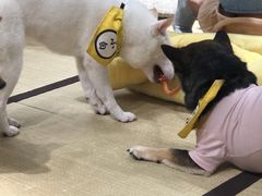 -逗柴咖啡屋·狗咖猫咖宠物桌游