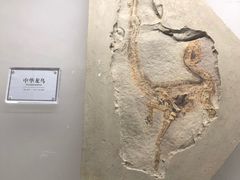 -辽宁古生物博物馆