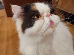 -猫小院猫主题餐厅(三里屯店)