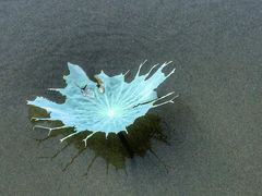 -荷塘月色湿地公园·向阳花洲