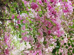 -深圳国际园林花卉博览园