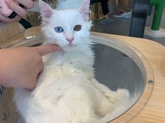 -飞行喵MR PILOT|猫舍·猫咖(静安大融城店)