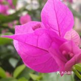 花开三季爱死你！