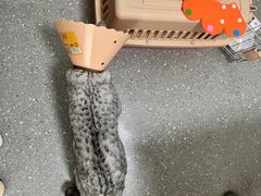 -伟伟宠物医院·瑞派猫友好医院·猫科(光谷店)