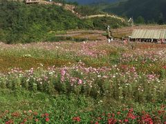 -九龙江国家森林公园