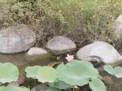 -羊亭河湿地公园