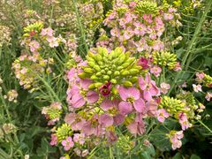 -中国天府农业博览园