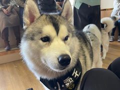-Husky Go! 哈士奇体验馆·宠物咖啡厅狗咖