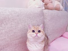 -猫大福·Fortune Cat猫舍(百子湾店)