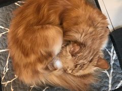 -平行世界·猫咖(首经贸店)