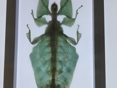 -上海昆虫博物馆