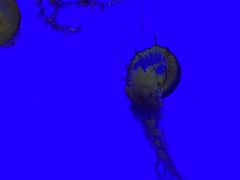 -上海海洋水族馆