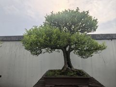 -盆景园(扬州大运河文化旅游度假区)