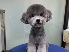 -创凡宠物医院·骨专科  猫科中心(西乡分院)