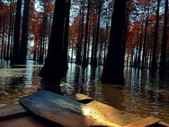 -渌洋湖湿地公园