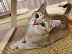 -柴迷FANS CLUB·柴犬狗咖·猫咖