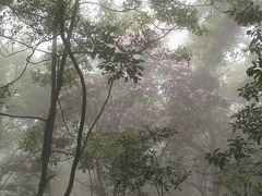 -梧桐山风景名胜区