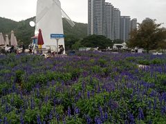 -玫瑰海岸文化旅游度假区