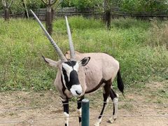 -大连森林动物园