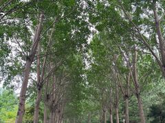 -沈阳鸟岛
