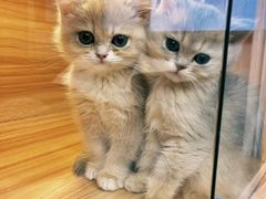 -猫十亿·布偶金渐层·曼基康矮脚猫舍(青年路店)