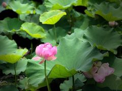 -大塘金香草谷