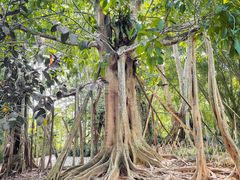 -中国科学院西双版纳热带植物园