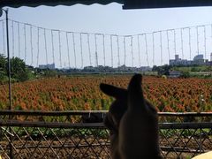 -隔田烧鸡