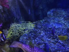 -太平洋海底世界