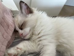-猫猫幼稚园·撸猫·桌游·电玩