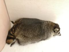 -浣熊柯尔鸭土拨鼠·电玩咖