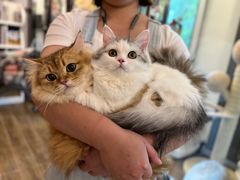 -猫大福·Fortune Cat猫舍(百子湾店)