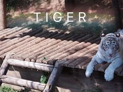 -石家庄市动物园