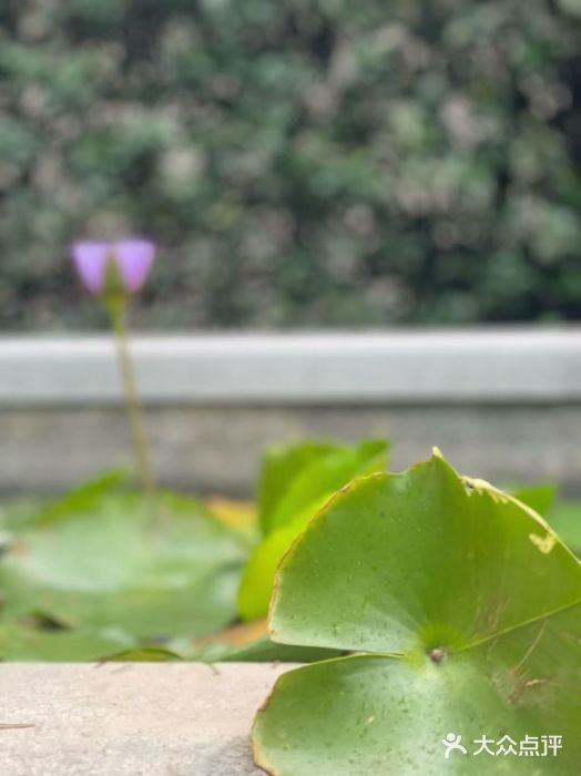 一尺花园(安和花园店)图片