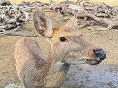 -常州淹城野生动物世界