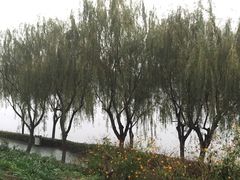 -羊山湖公园
