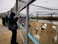 -盐城丹顶鹤湿地生态旅游区