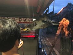 -清迈夜间动物园
