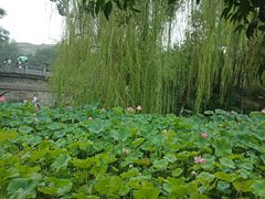 -莲湖公园